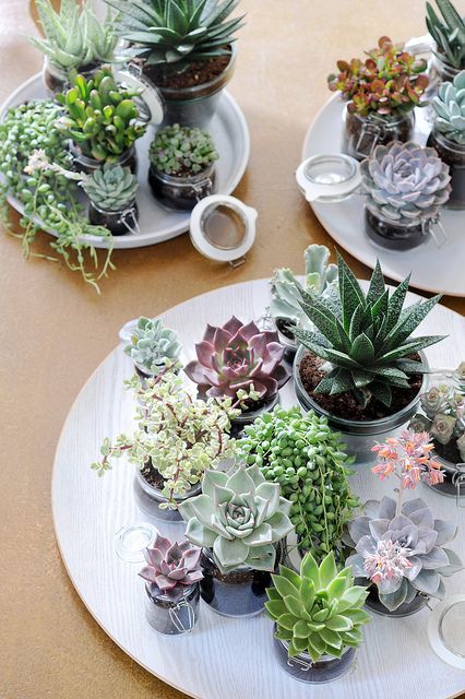 Centro de mesa con suculentas y cactus